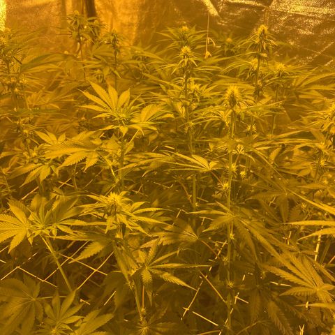 Biscotti growlog timeline photo