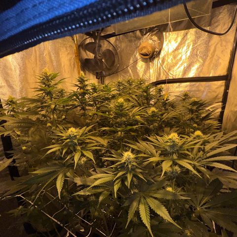 Biscotti growlog timeline photo