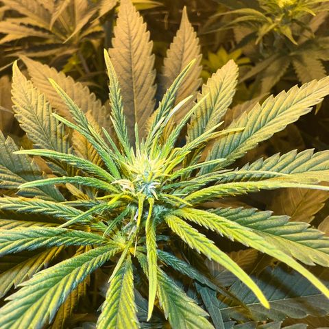 Biscotti growlog timeline photo