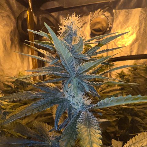 Biscotti growlog timeline photo