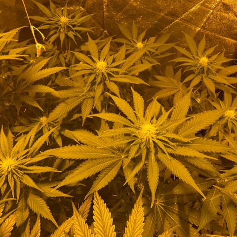 Biscotti growlog timeline photo