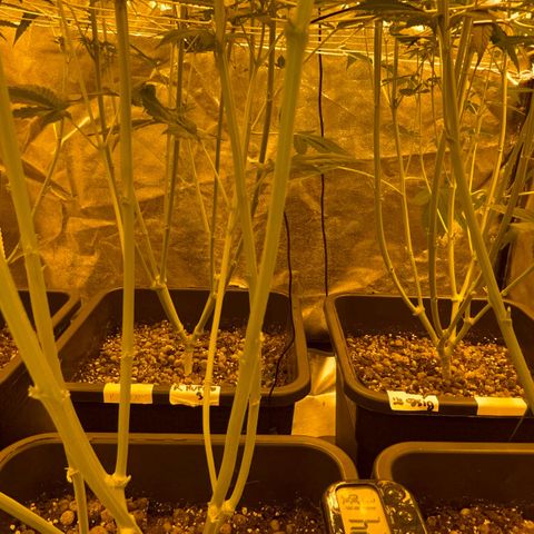 Biscotti growlog timeline photo