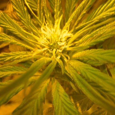 Biscotti growlog timeline photo