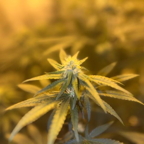 Biscotti growlog timeline photo