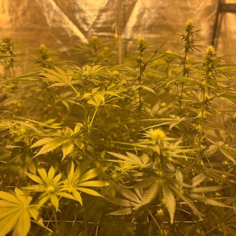 Biscotti growlog timeline photo