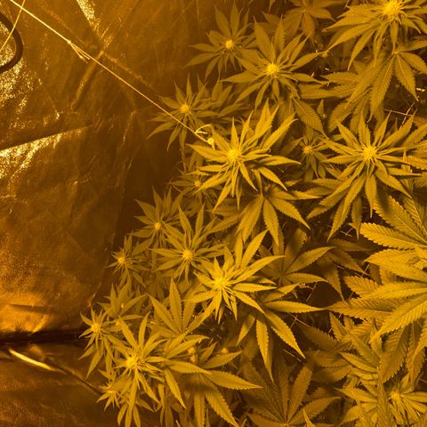 Biscotti growlog timeline photo