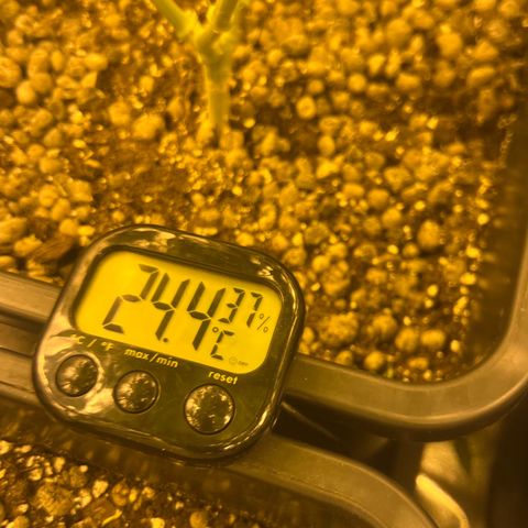 Biscotti growlog timeline photo