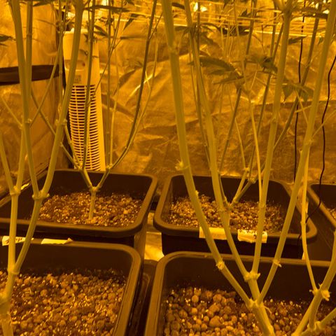 Biscotti growlog timeline photo
