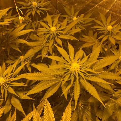 Biscotti growlog timeline photo