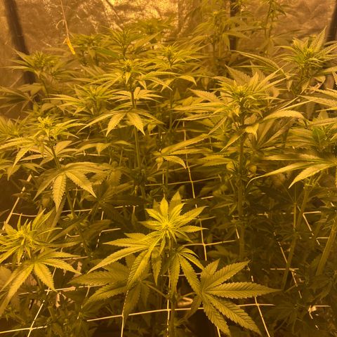 Biscotti growlog timeline photo