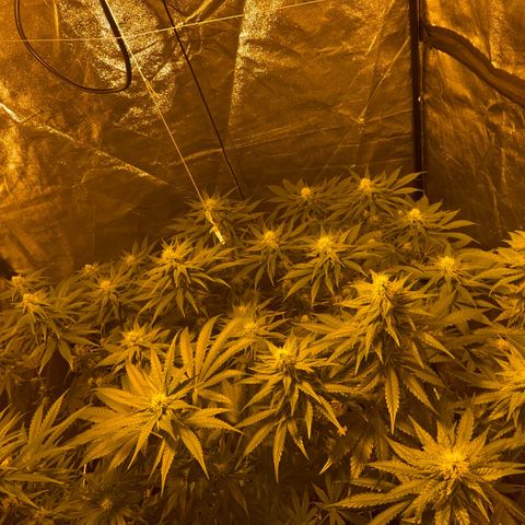 Biscotti growlog timeline photo