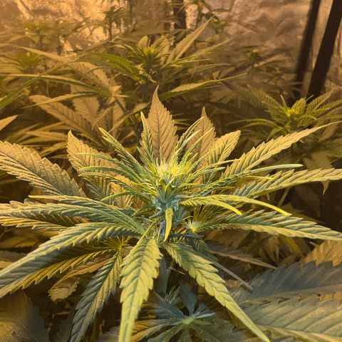 Biscotti growlog timeline photo