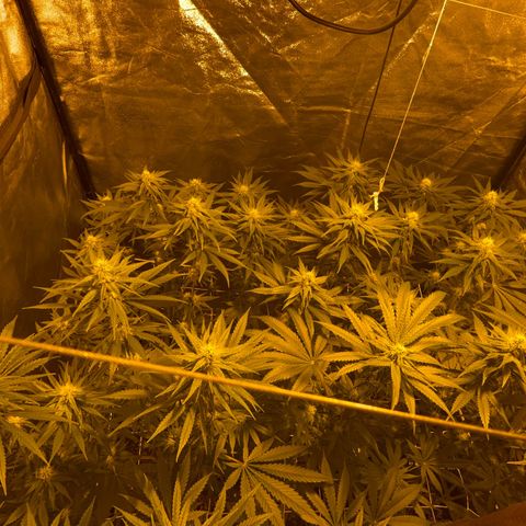 Biscotti growlog timeline photo