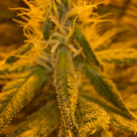 Biscotti growlog timeline photo