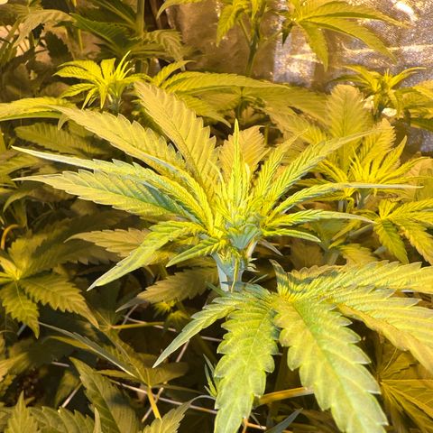 Biscotti growlog timeline photo