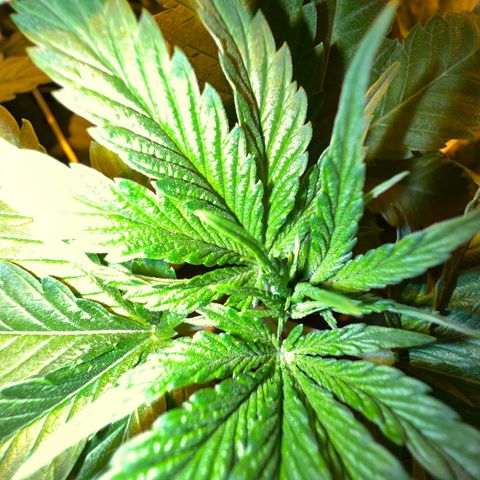 Biscotti growlog timeline photo