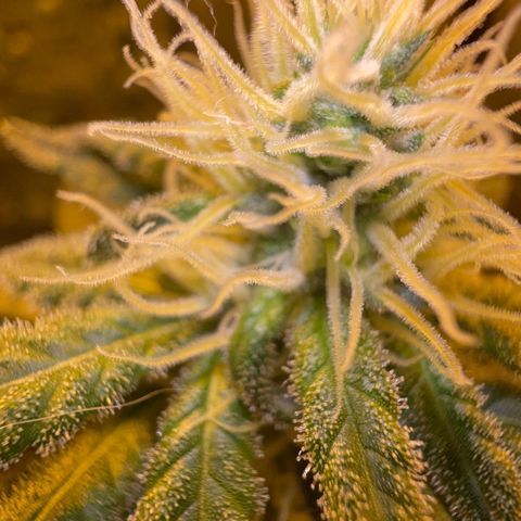 Biscotti growlog timeline photo