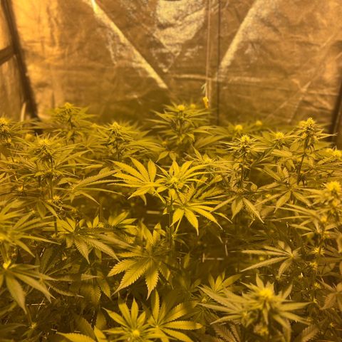 Biscotti growlog timeline photo