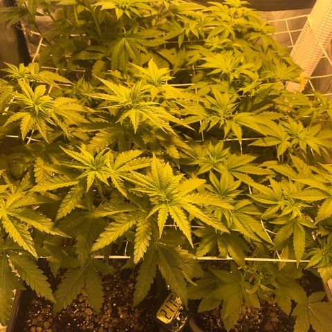 Biscotti growlog timeline photo