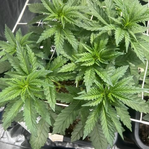 Biscotti growlog timeline photo