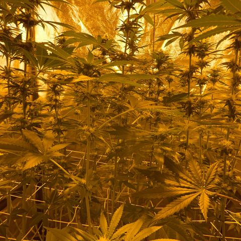 Biscotti growlog timeline photo