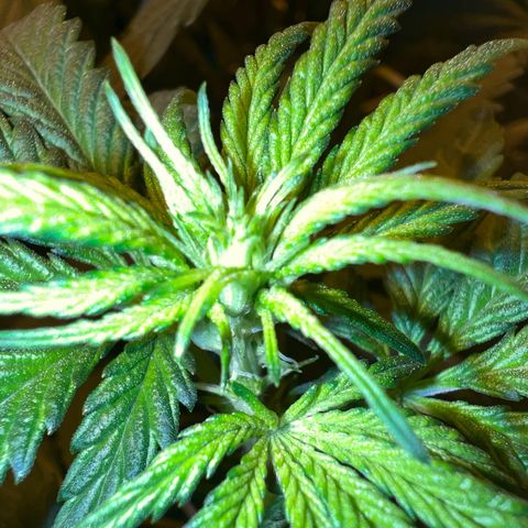 Biscotti growlog timeline photo