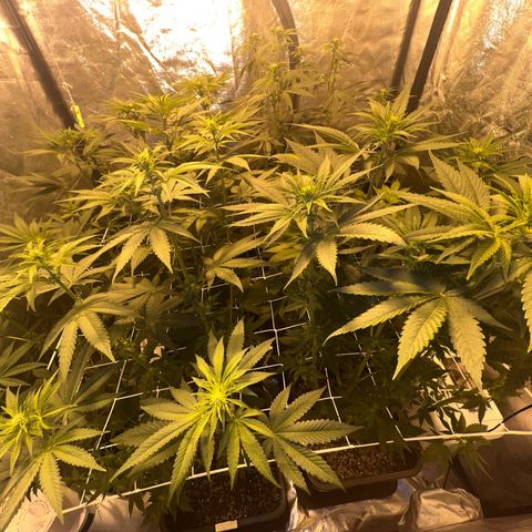 Biscotti growlog timeline photo