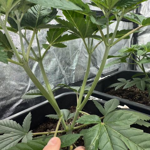 Biscotti growlog timeline photo