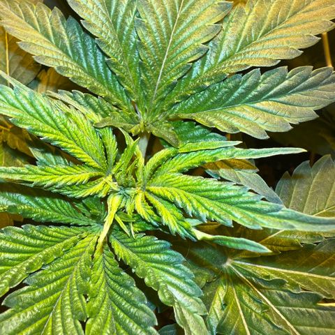 Biscotti growlog timeline photo