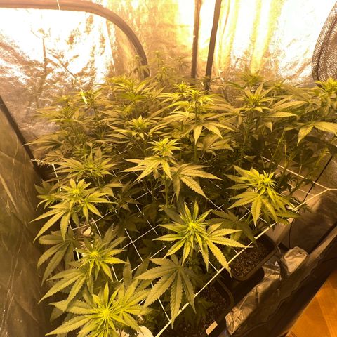 Biscotti growlog timeline photo