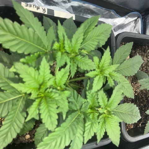 Biscotti growlog timeline photo