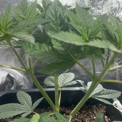 Biscotti growlog timeline photo