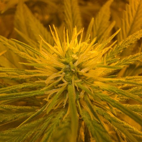 Biscotti growlog timeline photo