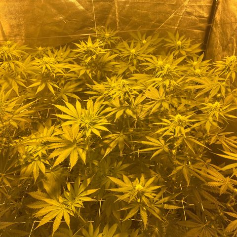 Biscotti growlog timeline photo