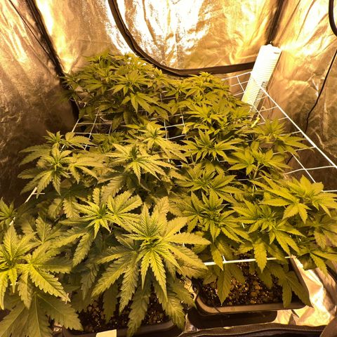 Biscotti growlog timeline photo