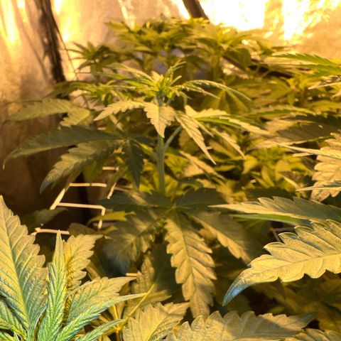 Biscotti growlog timeline photo