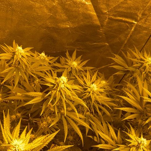 Biscotti growlog timeline photo