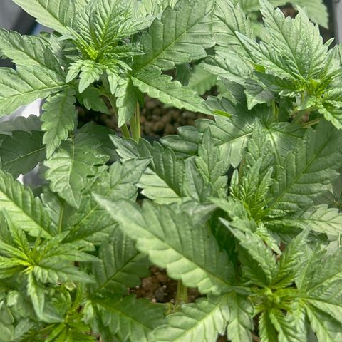 Biscotti growlog timeline photo