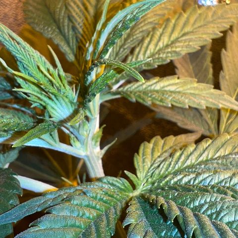 Biscotti growlog timeline photo