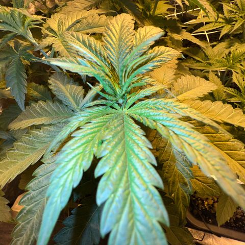 Biscotti growlog timeline photo