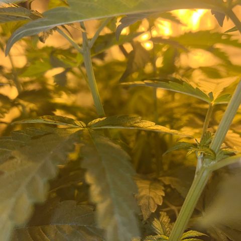 Biscotti growlog timeline photo