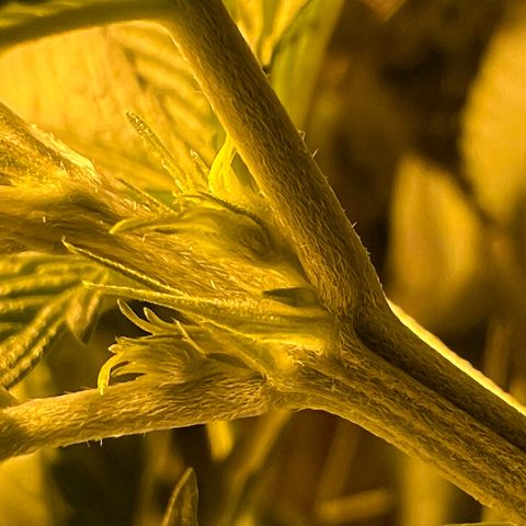 Biscotti growlog timeline photo
