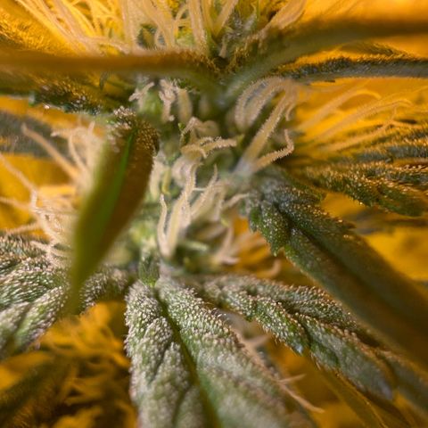 Biscotti growlog timeline photo