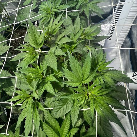 Biscotti growlog timeline photo