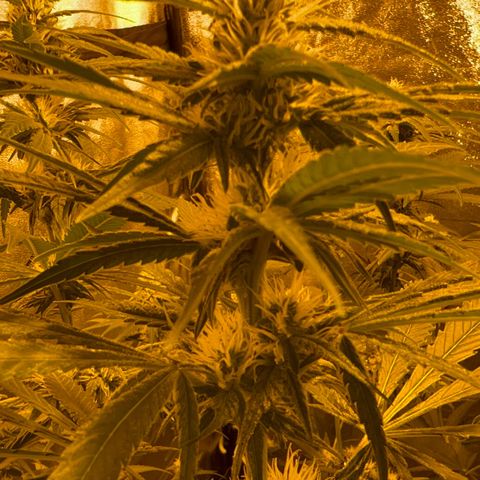 Biscotti growlog timeline photo
