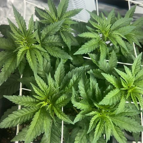 Biscotti growlog timeline photo