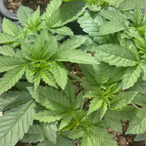 Biscotti growlog timeline photo