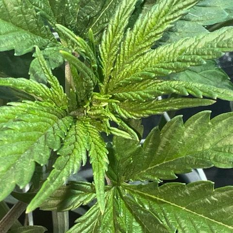 Biscotti growlog timeline photo