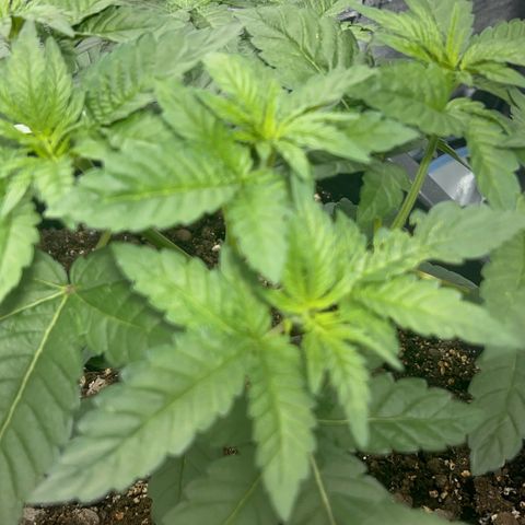 Biscotti growlog timeline photo