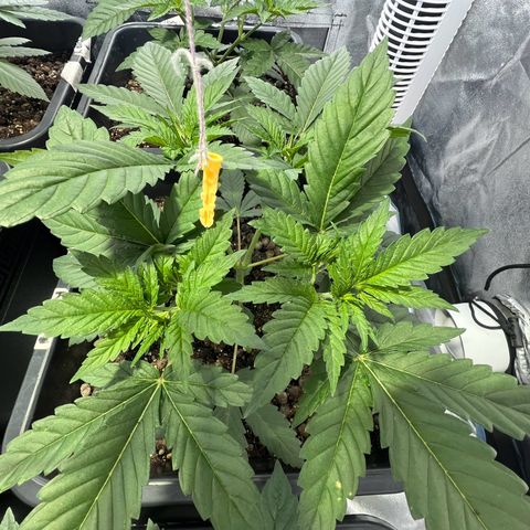 Biscotti growlog timeline photo